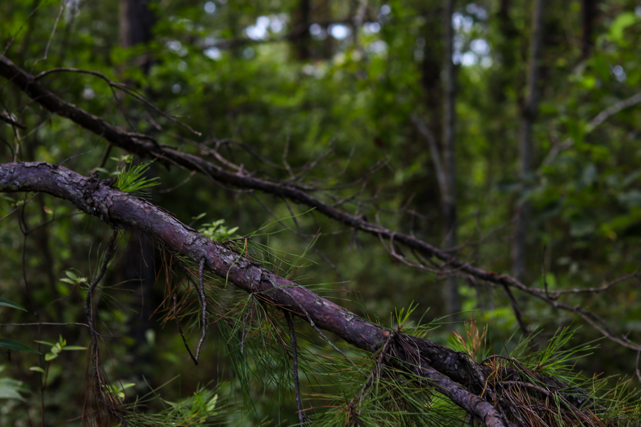 tree limb hanging in the woods of mount driskill