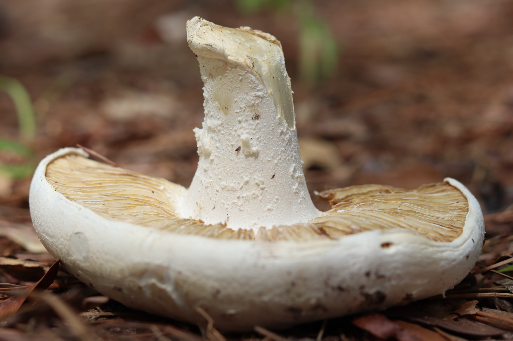 Louisiana Mushroom Identification: The Complete Hunting Guide – PeachTown