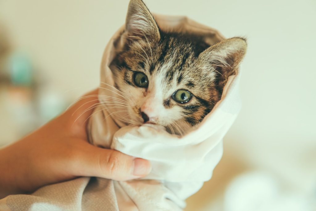 kitten in a blanket