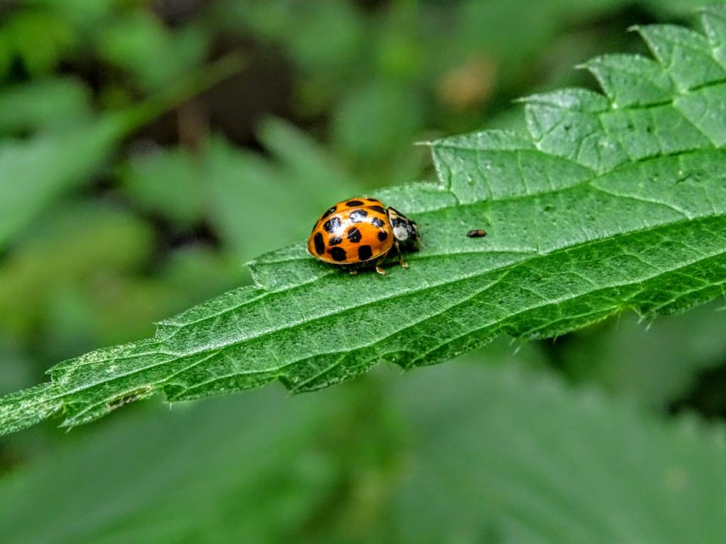 lady bug on leaf