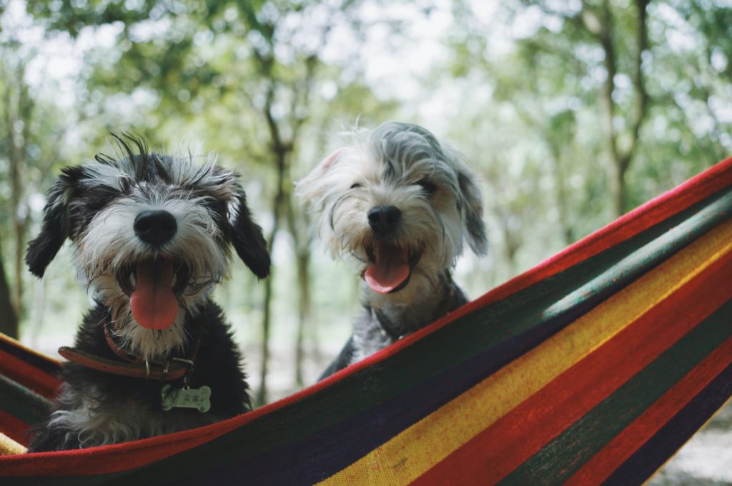 dogs hammocking