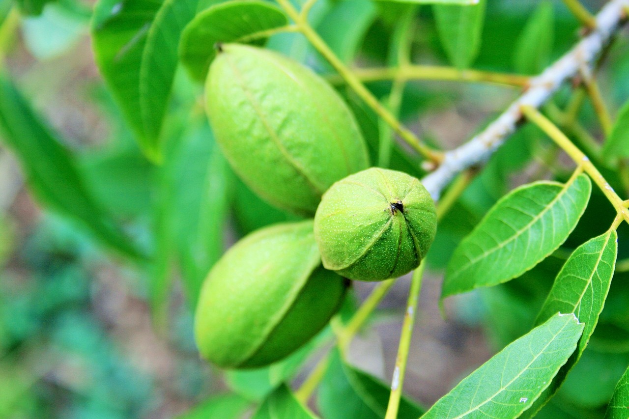 Pecan Picker Upper: Is It Worth It? – PeachTown