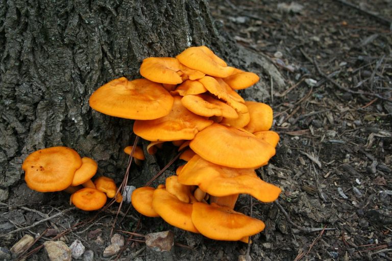 What Is A Mushroom Head And Why Is It Hazardous
